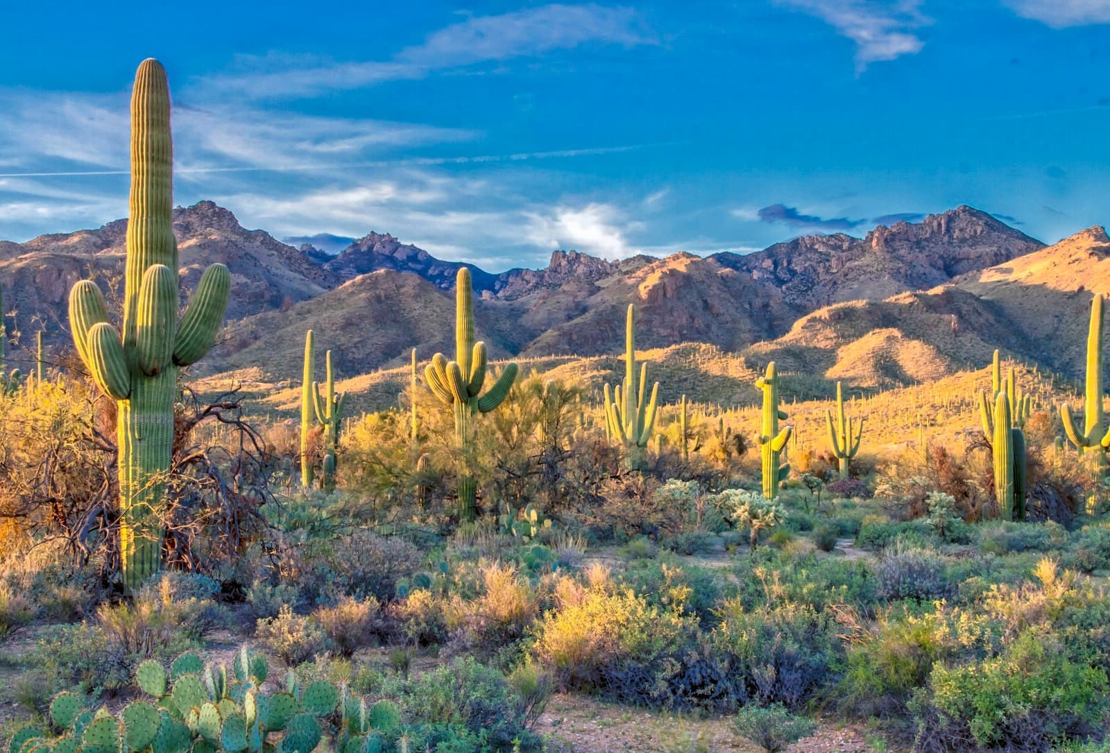 Saguaro cactus in the Arizona desert with mountains behind.