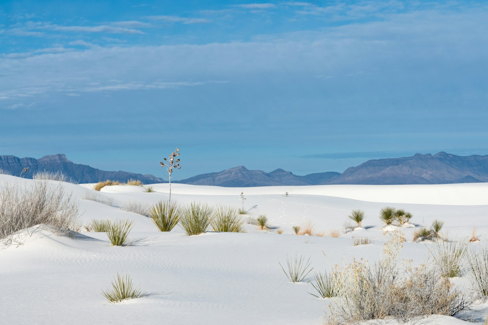 White gypsum dunes and yucca at White Sands, New Mexico.