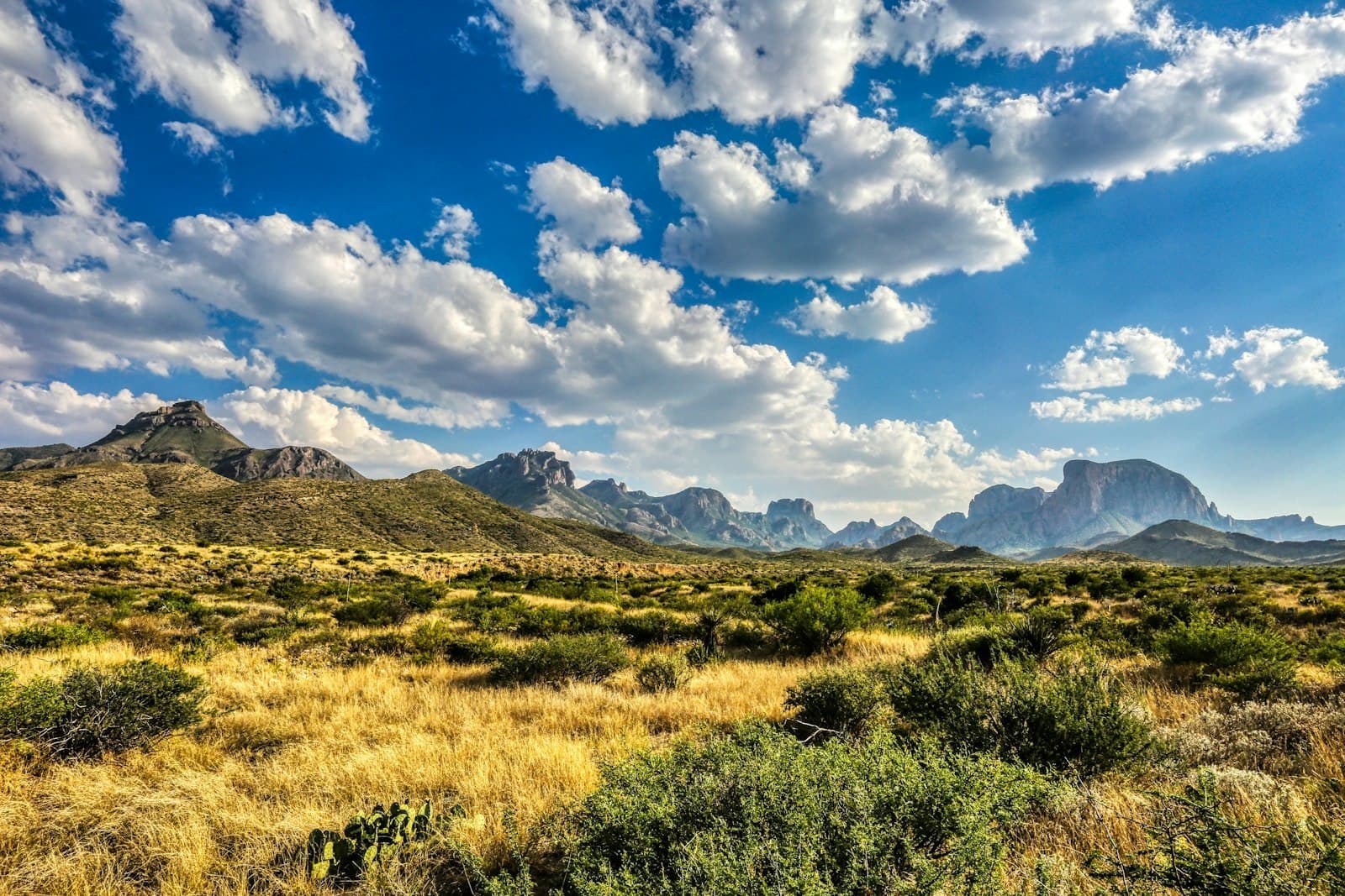Desert grassland below the Chisos Mountains in Big Bend, Texas.